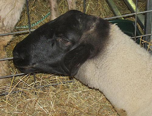 SheepShow-Suffolk2